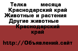 Телка, 2, 5 месяца - Краснодарский край Животные и растения » Другие животные   . Краснодарский край